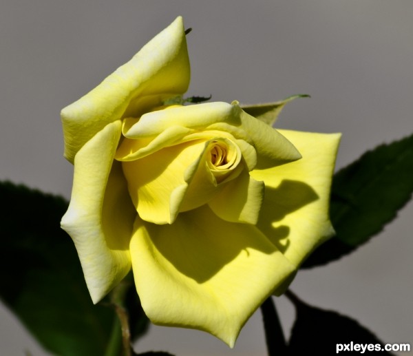 yellow rose